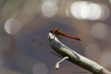 Sympetrum striolatum / Bruinrode Heidelibel / Common darter