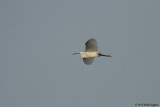 Egretta garzetta / Kleine Zilverreiger / Little Egret