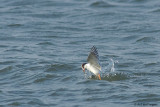 Sterna Hirundo / Visdief / Common Tern