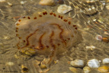Chrysaora hysoscella / Kompaskwal