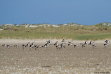 Haematopus Ostralegus / Scholekster / Eurasian Oystercatcher