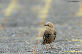 Sturnus vulgaris / Spreeuw / Common Starling