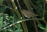 Erithacus rubecula / Roodborst / European Robin