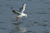 Chroicocephalus ridibundus / Kokmeeuw / Black headed Gull