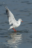 Chroicocephalus ridibundus / Kokmeeuw / Black headed Gull