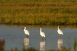 Platalea Leucorodia / Lepelaar / Eurasian Spoonbill