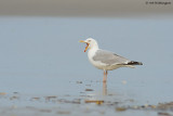 Larus Argentatus / Zilvermeeuw / European Herring Gull