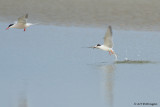 Sterna Hirundo / Visdief / Common Tern