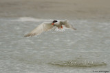 Sterna Hirundo / Visdief / Common Tern