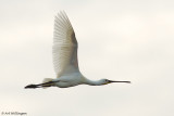 Platalea Leucorodia / Lepelaar / Eurasian Spoonbill