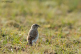 Oenanthe oenanthe / Tapuit / Northern Wheatear