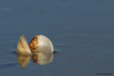 Cerastoderma edule / Gewone Kokkel / common cockle