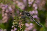 Sympetrum danae / Zwarte heidelibel / Black Darter