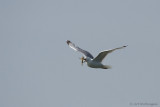 Larus Argentatus / Zilvermeeuw / European Herring Gull