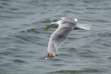 Larus Argentatus / Zilvermeeuw / European Herring Gull
