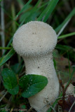 Lycoperdon perlatum / Parelstuifzwam / Common puffball