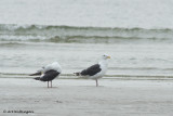 Larus marinus /  Grote Mantelmeeuw / Great Black-backed Gull 
