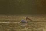 Pelecanus onocrotalus / Roze Pelikaan / Great White Pelican