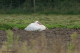 Pelecanus onocrotalus / Roze Pelikaan / Great White Pelican