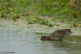 Anas crecca / Wintertaling / Teal