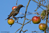 Sturnus vulgaris / Spreeuw / Common Starling