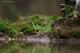 Myodes glareolus / Rosse Woelmuis / Bank Vole