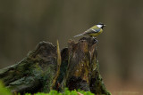 Parus Major / Koolmees / Great Tit