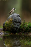 Parus Palustris / Glanskop / Marsh Tit