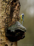 Cyanistes caeruleus / Pimpelmees / Blue Tit