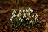 Galanthus nivalis / Sneeuwklokje / Common snowdrop