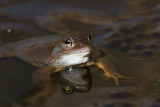 Rana temporaria / Bruine kikker / Grass Frog