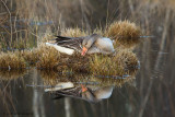 Anser anser / Grauwe gans / Greylag Goose