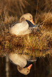 Anser anser / Grauwe gans / Greylag Goose