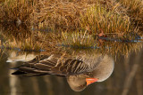 Anser anser / Grauwe gans / Greylag Goose