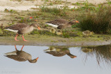 Anser anser / Grauwe gans / Greylag Goose