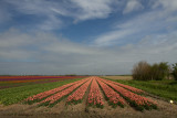 Tulpen / Tulips