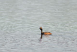 Podiceps nigricollis / Geoorde Fuut / Black-necked Grebe