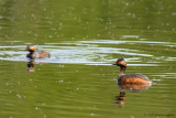 Podiceps nigricollis / Geoorde Fuut / Black-necked Grebe