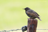 Sturnus vulgaris / Spreeuw / Common Starling