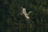 Ardea Cinerea / Blauwe Reiger / Grey Heron