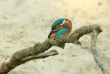 Alcedo atthis / IJsvogel / Kingfisher