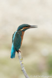 Alcedo atthis / IJsvogel / Kingfisher