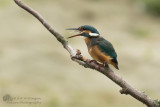 Alcedo atthis / IJsvogel / Kingfisher