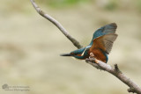 Alcedo atthis / IJsvogel / Kingfisher