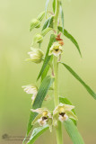 Brede wespenorchis