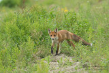 Vulpes vulpes / Vos / Fox