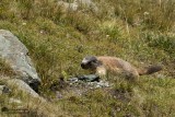Marmota marmota / Alpenmarmot / Alpine marmot