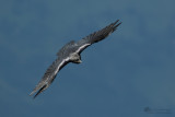 Corvus corax / Raaf / Common Raven