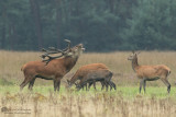 Cervus elaphus / Edelhert / Red deer