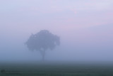 Misty Sunrise / Mistige zonsopkomst
